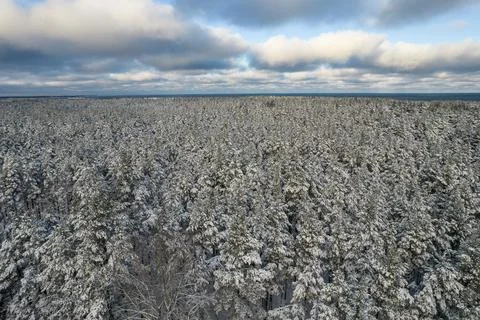 Winter pine forests and birch groves covered with snow Foto stock