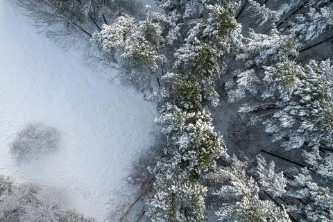 Winter pine forests and birch groves covered with snow Stock Photos