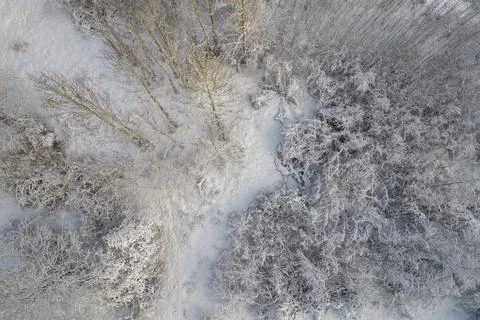 Winter pine forests and birch groves covered with snow Stock Photos