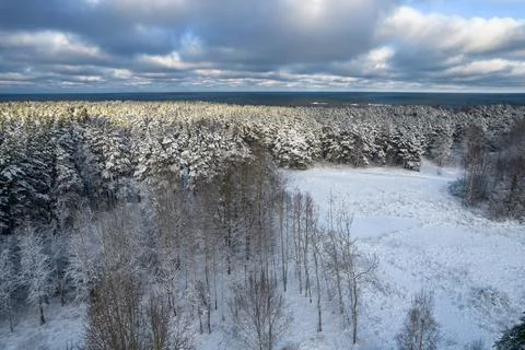 Winter pine forests and birch groves covered with snow Stock Photos