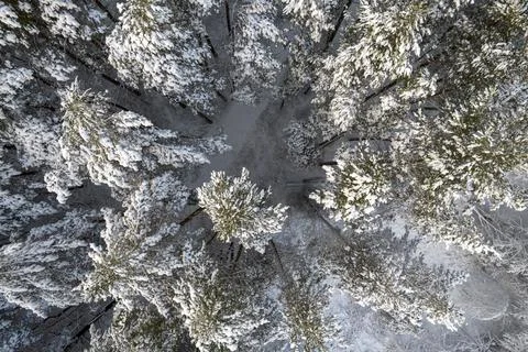 Winter pine forests and birch groves covered with snow Stock Photos