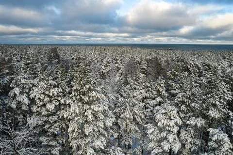 Winter pine forests and birch groves covered with snow Stock Photos