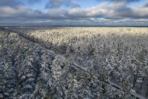 Winter pine forests and birch groves covered with snow Stock Photos