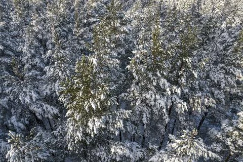 Winter pine forests and birch groves covered with snow Stockfoto's