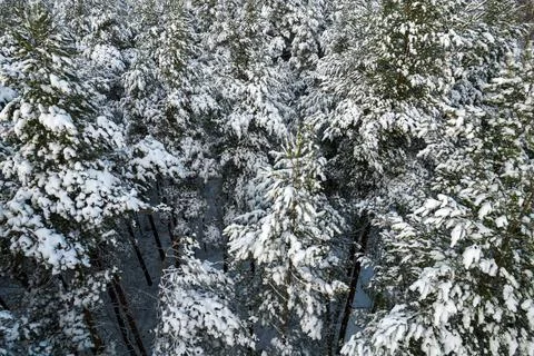 Winter pine forests and birch groves covered with snow Stock Photos