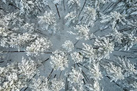 Winter pine forests and birch groves covered with snow Stock Photos