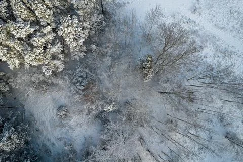 Winter pine forests and birch groves covered with snow Stock Photos