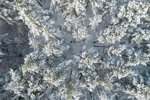 Winter pine forests and birch groves covered with snow Stock Photos
