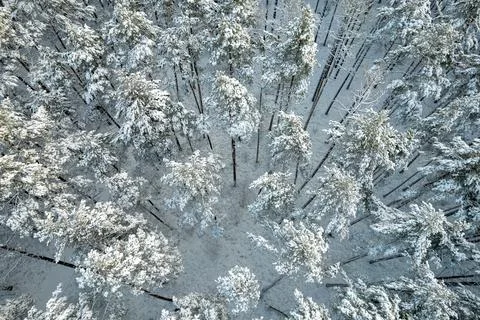 Winter pine forests and birch groves covered with snow Stock Photos