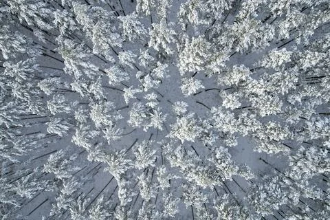 Winter pine forests and birch groves covered with snow Stock Photos