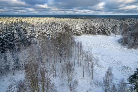 Winter pine forests and birch groves covered with snow Foto stock