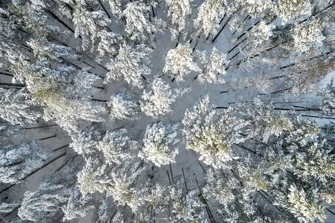 Winter pine forests and birch groves covered with snow Stock Photos