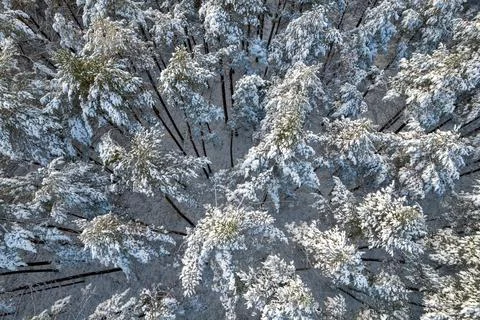 Winter pine forests and birch groves covered with snow Stock Photos