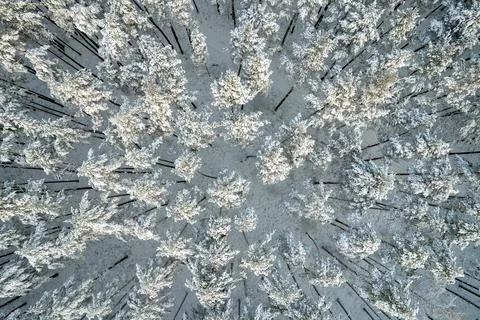 Winter pine forests and birch groves covered with snow Stock Photos