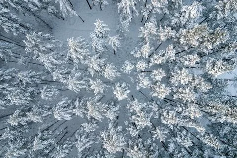 Winter pine forests and birch groves covered with snow Stock Photos