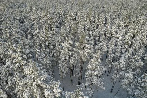 Winter pine forests and birch groves covered with snow Stock Photos