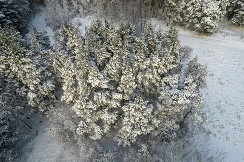 Winter pine forests and birch groves covered with snow Stock Photos