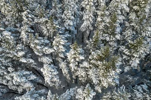 Winter pine forests and birch groves covered with snow Stock Photos