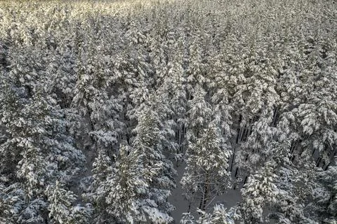 Winter pine forests and birch groves covered with snow Stock Photos