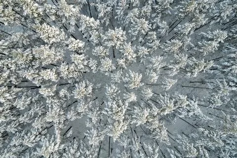 Winter pine forests and birch groves covered with snow Stock Photos