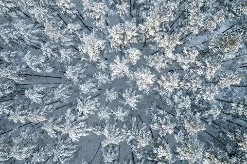 Winter pine forests and birch groves covered with snow Stock Photos