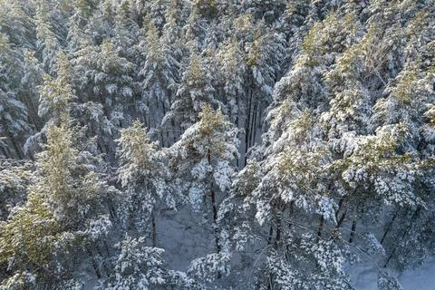 Winter pine forests and birch groves covered with snow Stock Photos