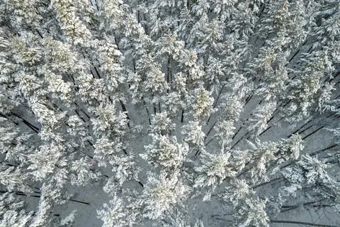 Winter pine forests and birch groves covered with snow Stock Photos