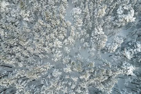 Winter pine forests and birch groves covered with snow Stock Photos