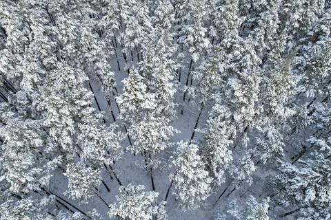 Winter pine forests and birch groves covered with snow Stock Photos