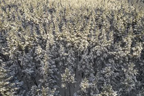 Winter pine forests and birch groves covered with snow Foto stock