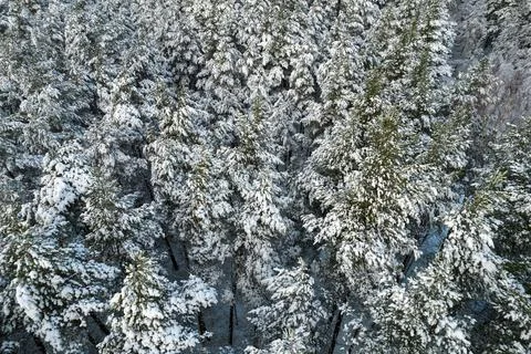 Winter pine forests and birch groves covered with snow Stock Photos