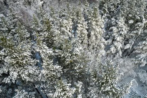 Winter pine forests and birch groves covered with snow Stock Photos
