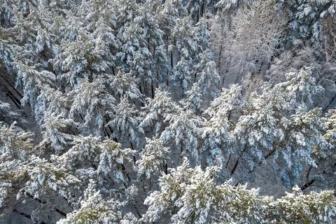 Winter pine forests and birch groves covered with snow Foto stock