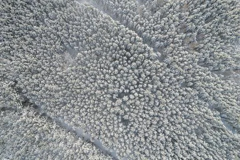 Winter pine forests and birch groves covered with snow Stock Photos