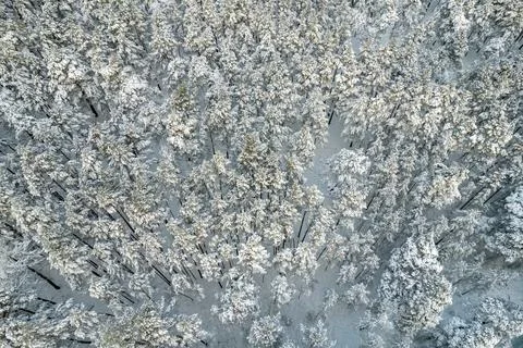 Winter pine forests and birch groves covered with snow Stock Photos