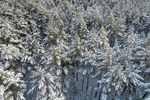 Winter pine forests and birch groves covered with snow Stock Photos