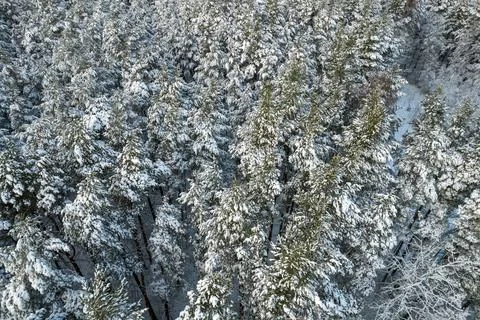 Winter pine forests and birch groves covered with snow Stock Photos