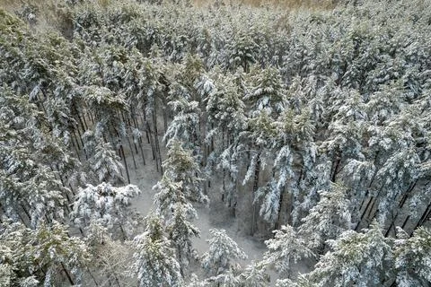 Winter pine forests and birch groves covered with snow Stock Photos