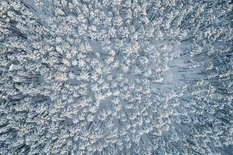 Winter pine forests and birch groves covered with snow Stock Photos