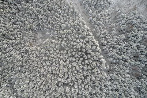 Winter pine forests and birch groves covered with snow Stock Photos