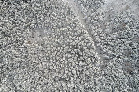 Winter pine forests and birch groves covered with snow Stock Photos