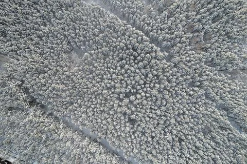 Winter pine forests and birch groves covered with snow Stock Photos