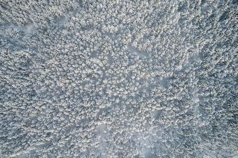 Winter pine forests and birch groves covered with snow Stock Photos