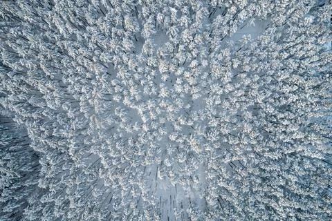Winter pine forests and birch groves covered with snow Stock Photos