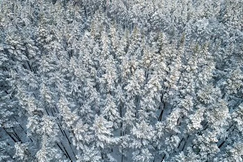 Winter pine forests and birch groves covered with snow Stock Photos