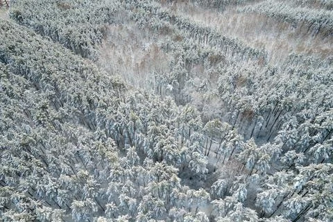 Winter pine forests and birch groves covered with snow Stock Photos