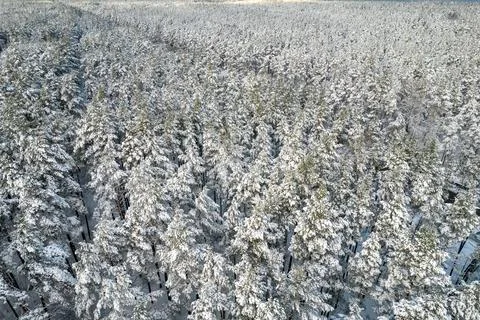 Winter pine forests and birch groves covered with snow Stock Photos