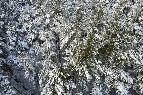 Winter pine forests and birch groves covered with snow Stock Photos