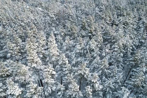 Winter pine forests and birch groves covered with snow Stock Photos