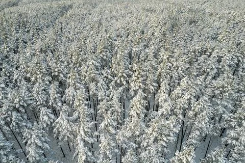 Winter pine forests and birch groves covered with snow Stock Photos